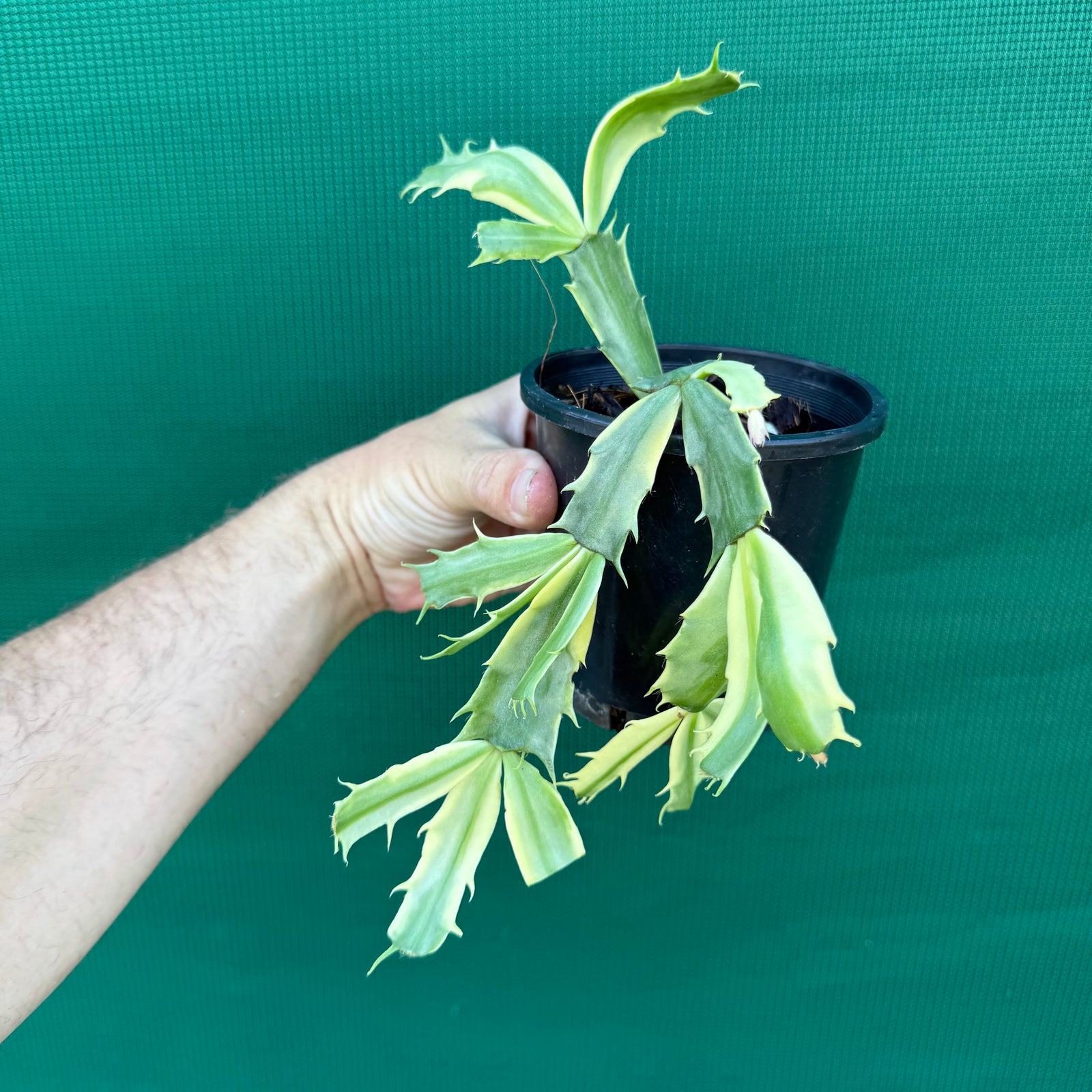Zygocactus Variegated NEW