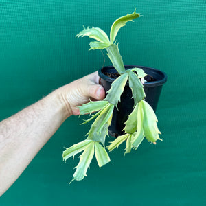 Zygocactus Variegated NEW