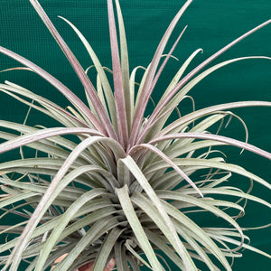 Tillandsia - Buck Compton ex. RFI NEW
