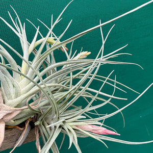 Tillandsia - Holm’s Alberose ex. Holm NEW