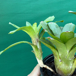 Mini Neoregelia - Short and Sweet NEW