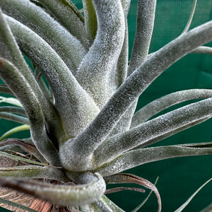 Tillandsia - baileyi x seleriana ex. JO NEW