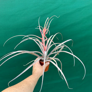 Tillandsia - capitata ‘Yellow’ ex. BH