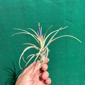 Tillandsia - ionantha x stricta ex. RM