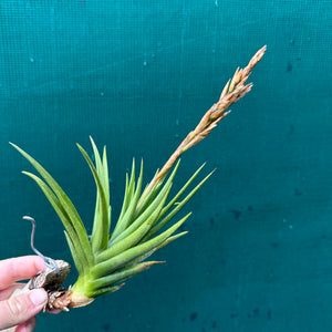 Tillandsia - Socal Delight ex. RFI NEW