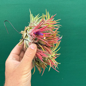 Tillandsia ionantha ‘BOE1593’ (Mature Clump)