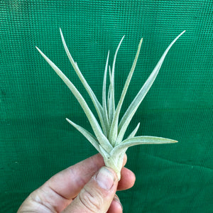 Tillandsia - Leon ‘Pink Bract’ ex. PT NEW