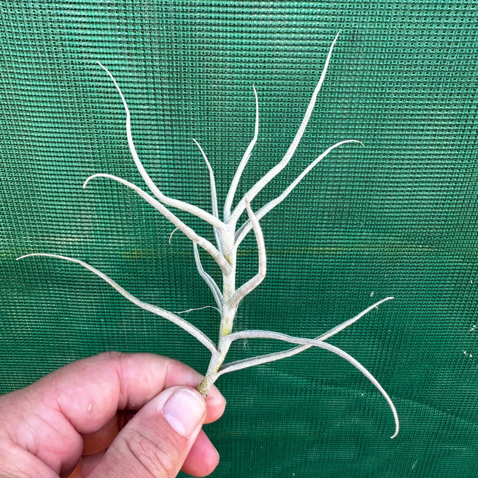 Tillandsia - paleacea ‘Brazil UWE’ ex. PT