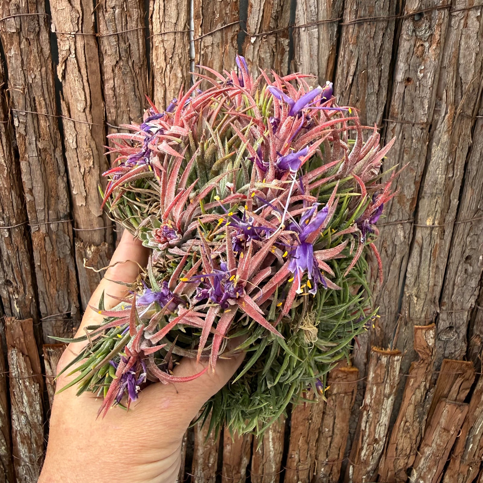 Tillandsia ionantha ‘BOE750’ (Mature Clump) NEW
