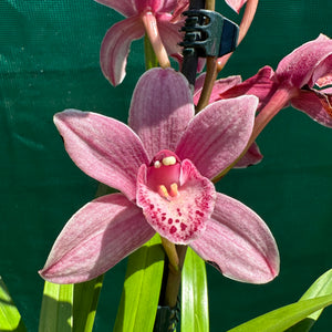 Orchid - Cymbidium ‘Paddy Green’