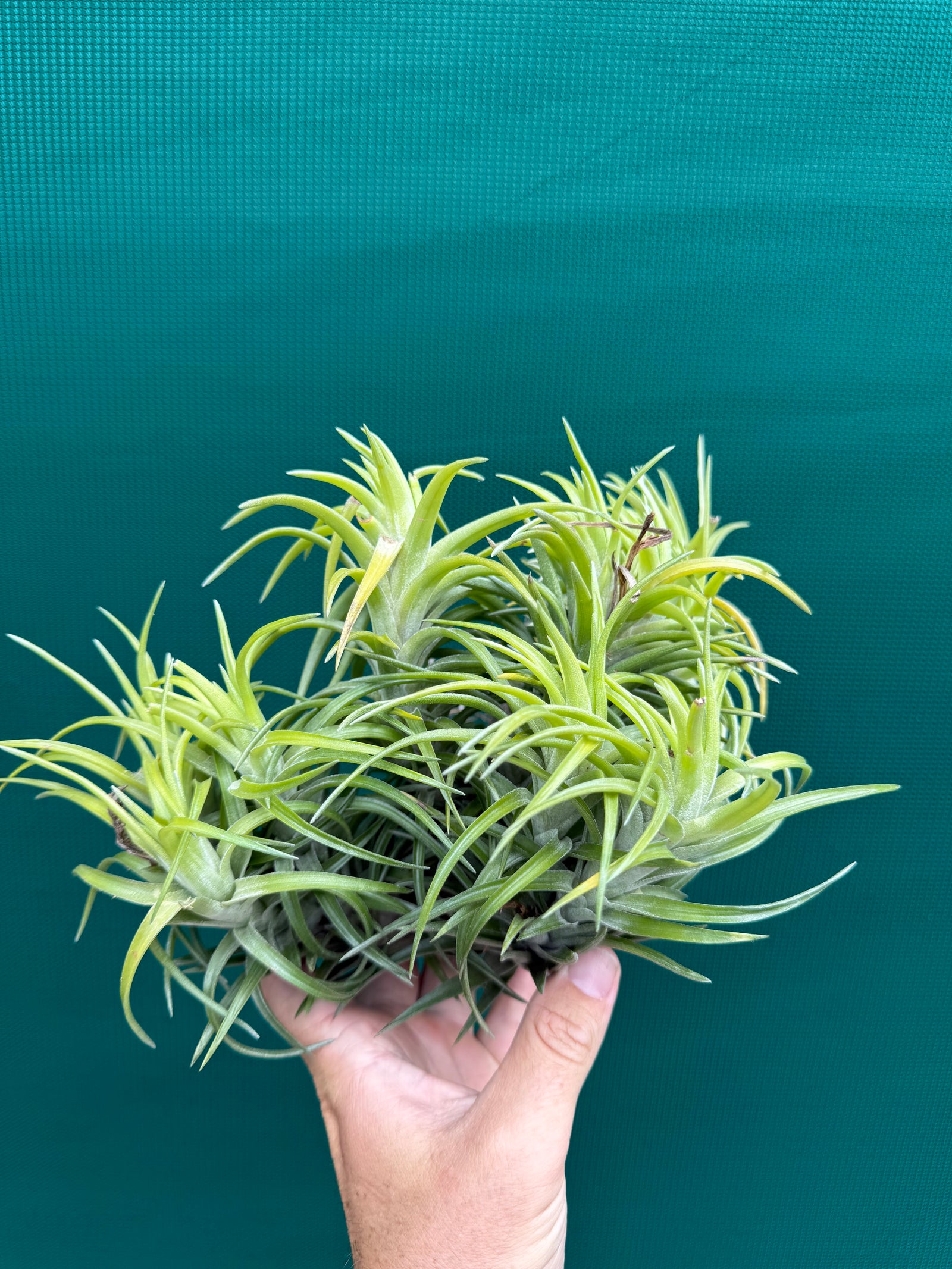 Tillandsia neglecta (Mature Clump)