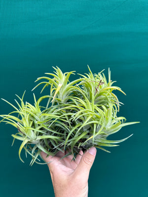 Tillandsia neglecta (Mature Clump)