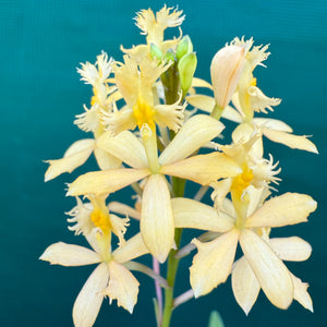 Epidendrum ‘Peach’ NEW