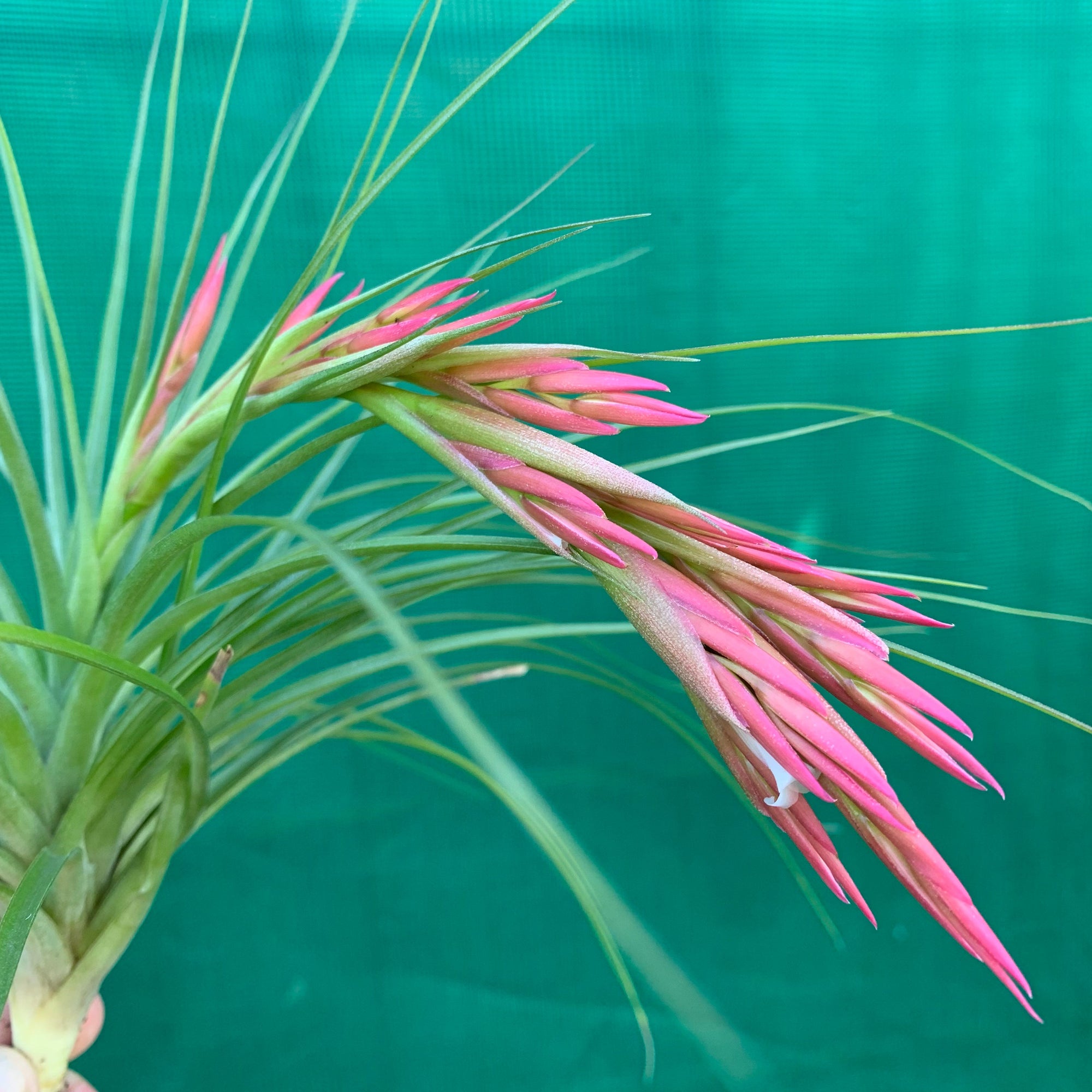 Tillandsia - Bob Holm's Beauty ex. PT - Air Plant Decor