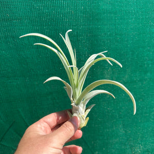 Tillandsia - Queen’s Delight