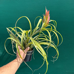 Tillandsia - capitata ‘Haysoos Maria’ ex. MY NEW