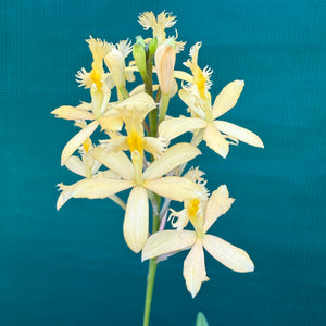 Epidendrum ‘Peach’ NEW