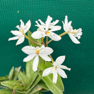 Epidendrum ‘White’