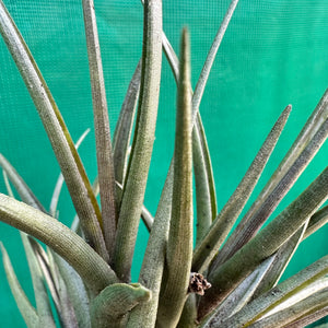 Tillandsia - zecheri var. Cafayatensis ex. IH