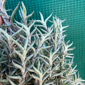 Tillandsia - capillaris ‘Pitchfork’ NEW