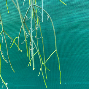 Rhipsalis micrantha f. Villarica - R51