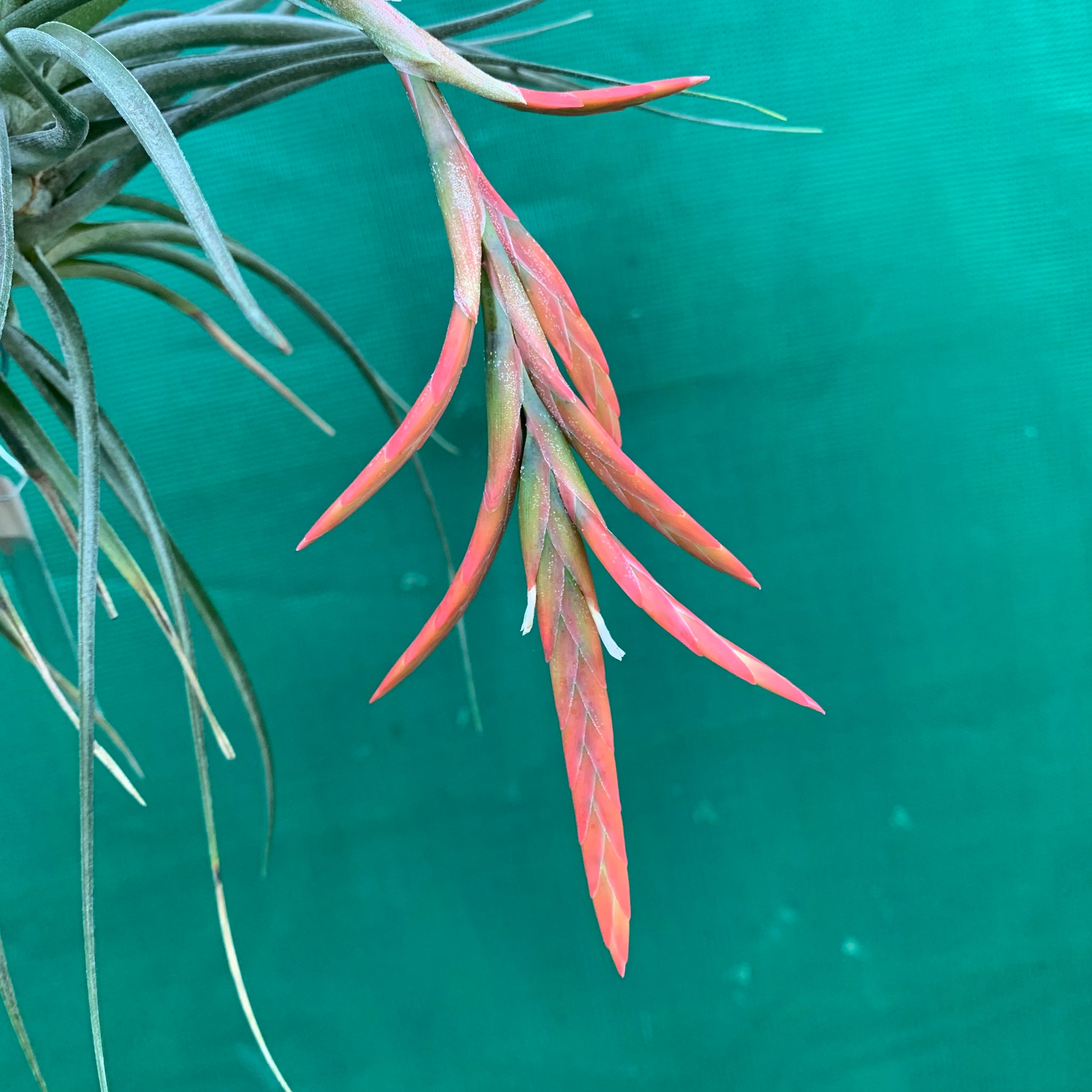 vernicosa air plant Tillandsia - vernicosa Hybrid ex. BG