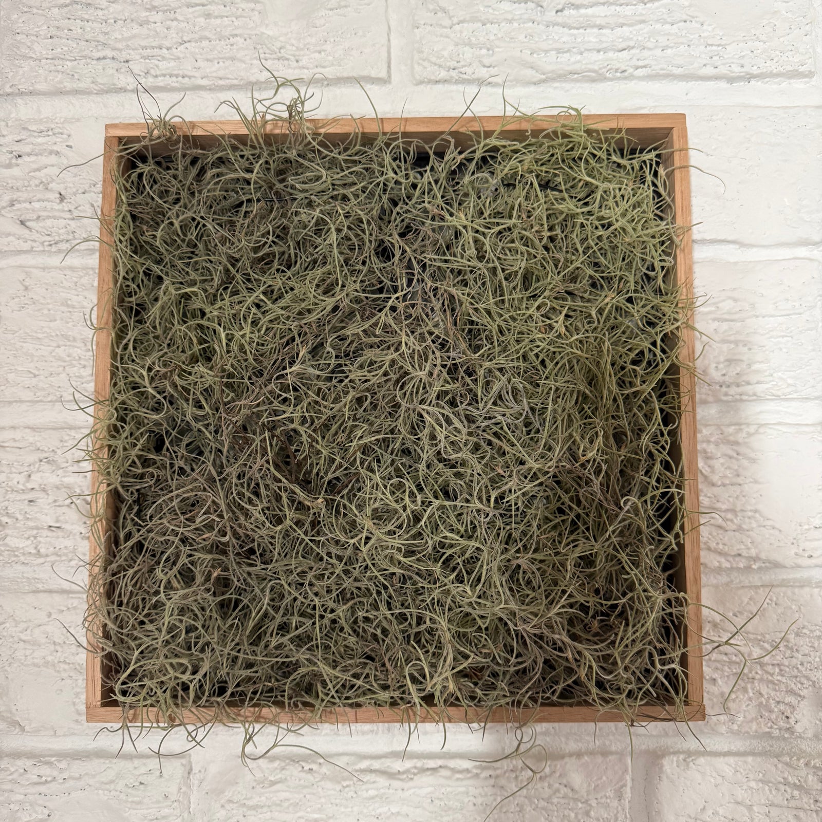 Living Picture Frame