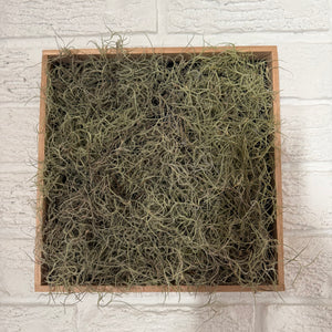 Living Picture Frame