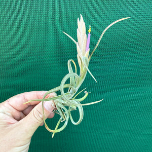 Tillandsia - paucifolia x caput-medusae ex. CV