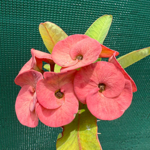 Poysean - Euphorbia P027 NEW