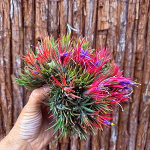 Tillandsia ionantha 'PC Seedling’ ex. JO (Mature Clump)