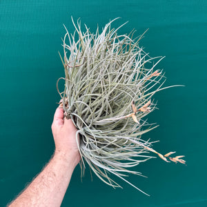 Tillandsia toropiensis ‘Typus’ (Mature Clump)