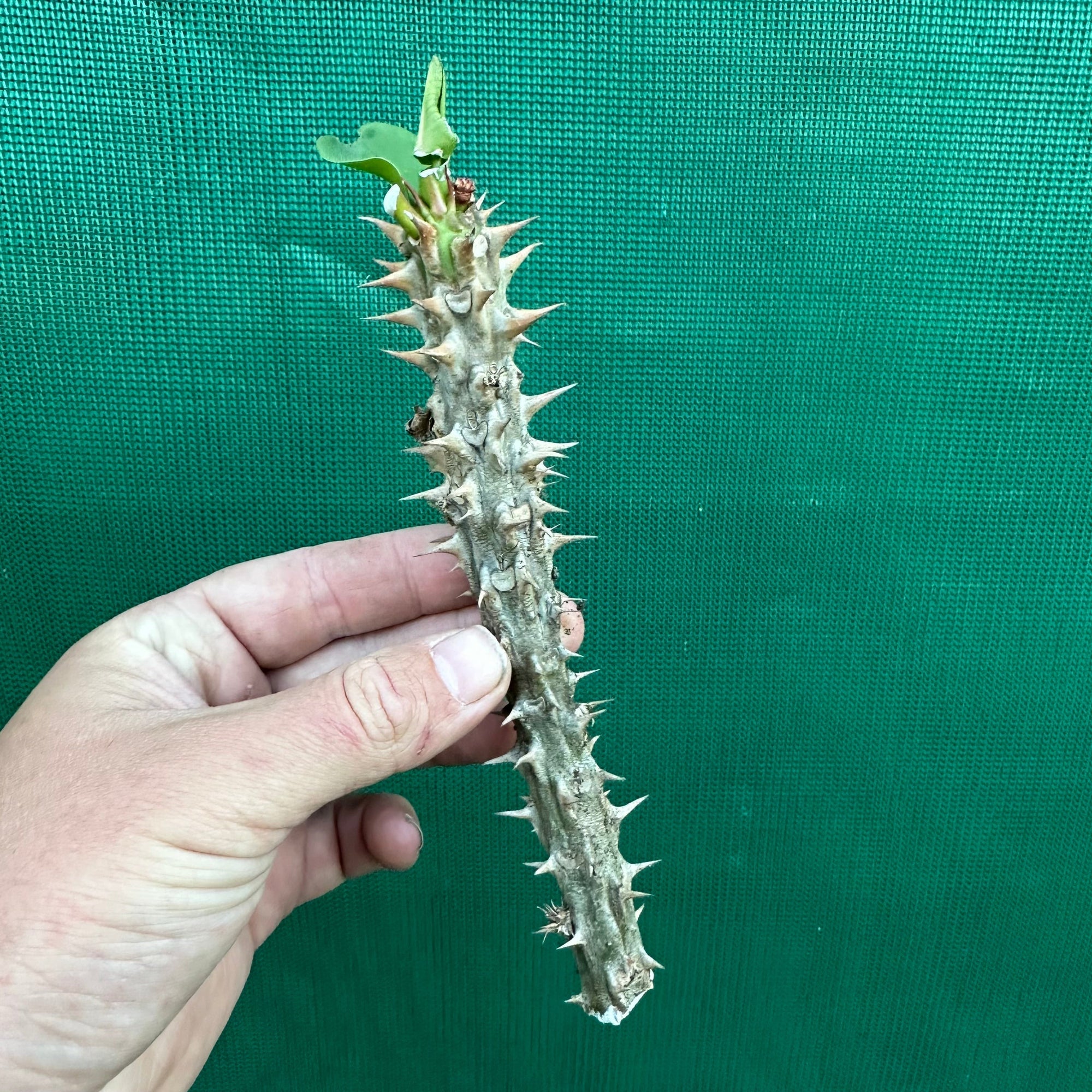 Poysean - Euphorbia milii P123