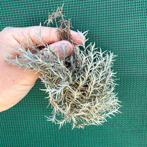 Tillandsia - capillaris ‘Pitchfork’ NEW