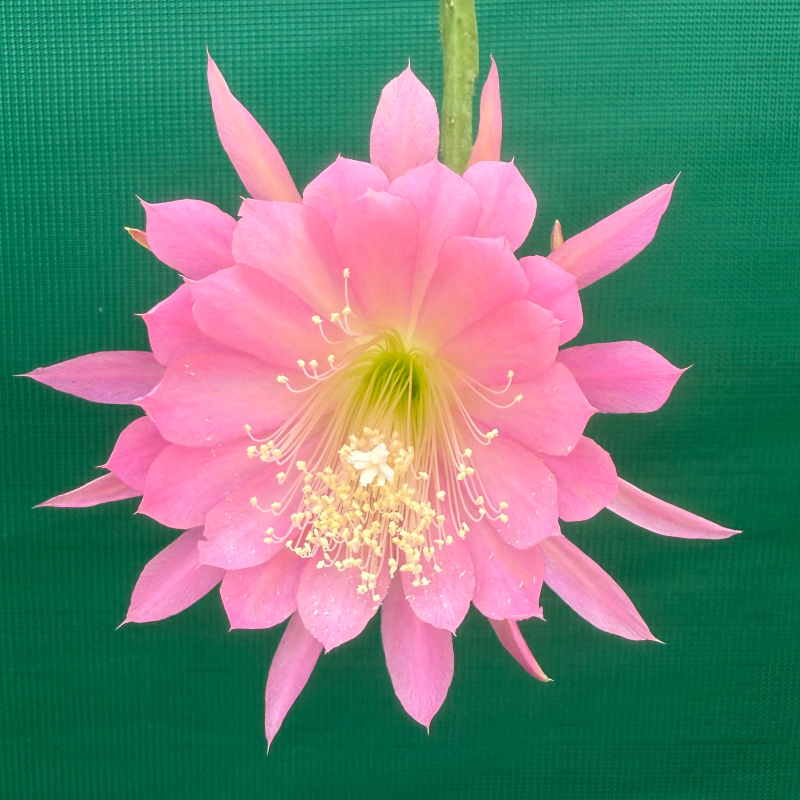 Epi. Hybrid Farewell EH69