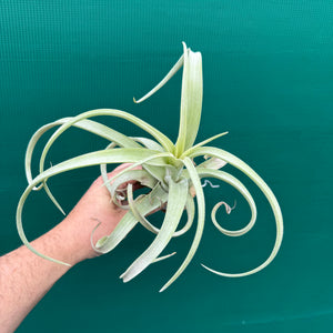 Tillandsia - Burly Slim ex. BD NEW
