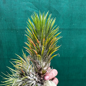 Tillandsia - ionantha 'Large Form' ex. NR