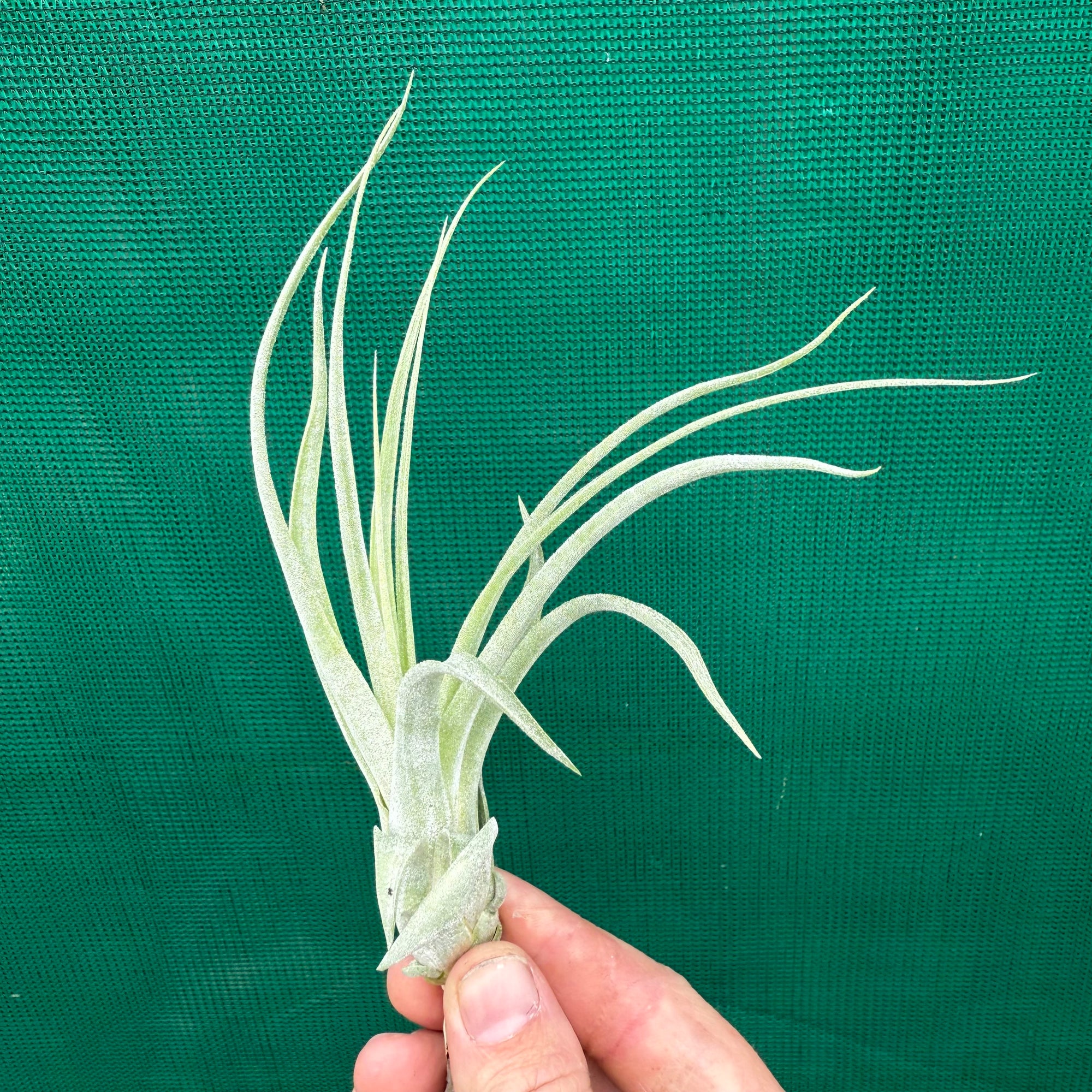 Tillandsia - Toolara ex. MP