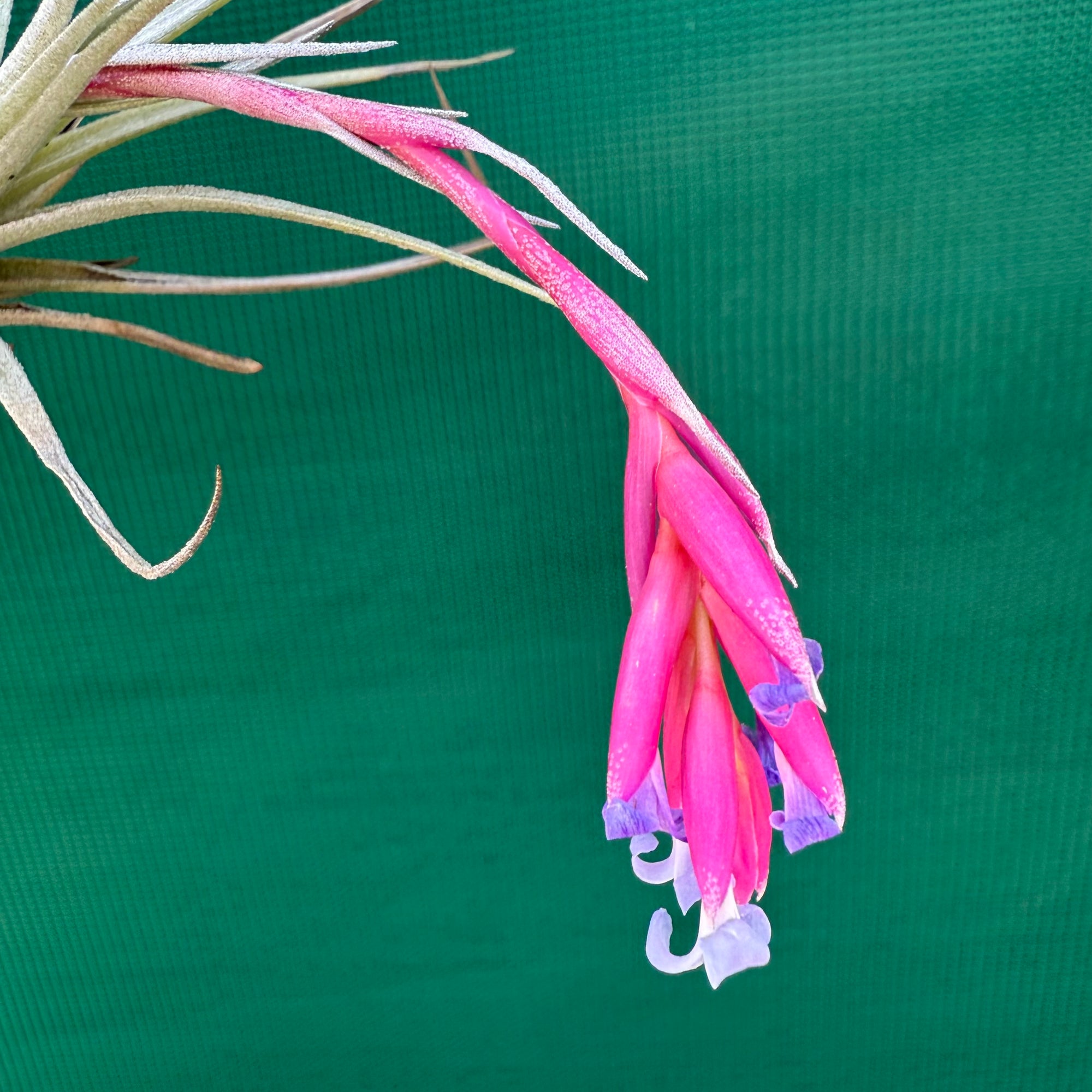 Tillandsia - Glastonbury NEW