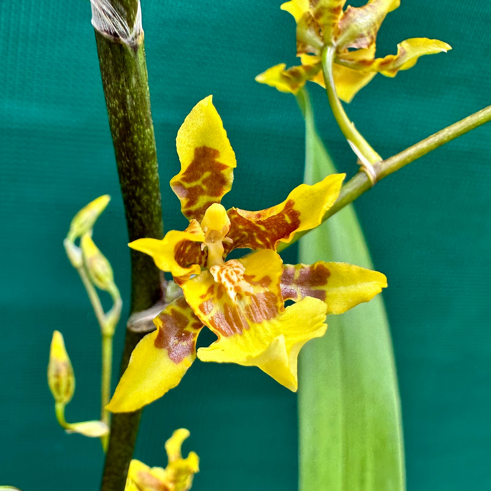 Oncidium ‘Dancing Lady’