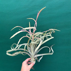 Tillandsia - Graceful ex. NR NEW