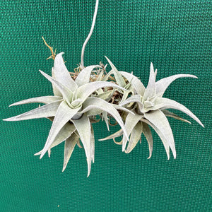 Tillandsia - barbokae ‘White Leaf’ ex. LH NEW