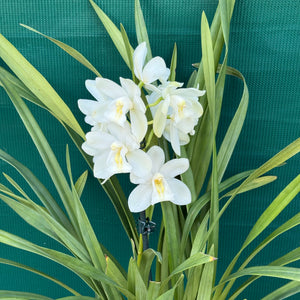 Orchid - Cymbidium ‘Snow Beauty Trinity’ NEW