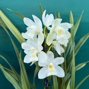 Orchid - Cymbidium ‘Snow Beauty Trinity’ NEW