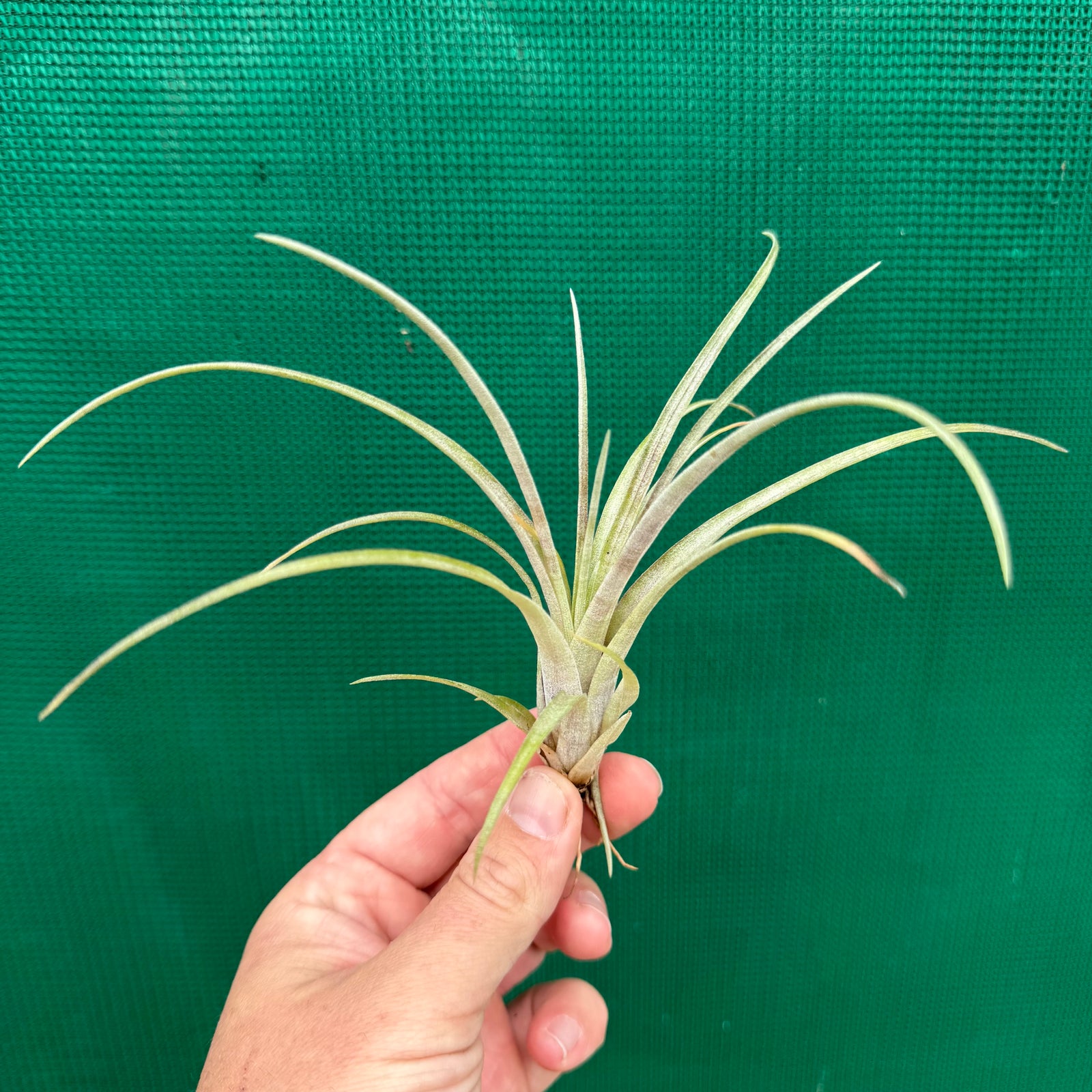 Tillandsia - paraisoensis ex. PT NEW