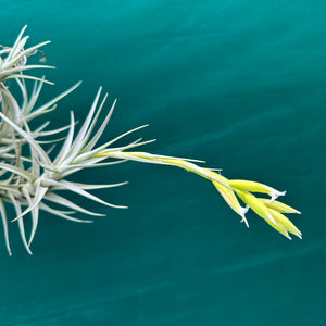 Tillandsia - nuptialis ex. BD NEW