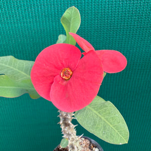 Poysean - Euphorbia milii P024