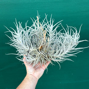 Tillandsia paleacea (Mature Clump) NEW