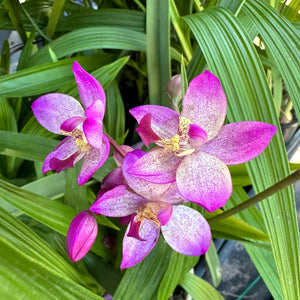 Spathoglottis Hybrid ‘Purple-White’