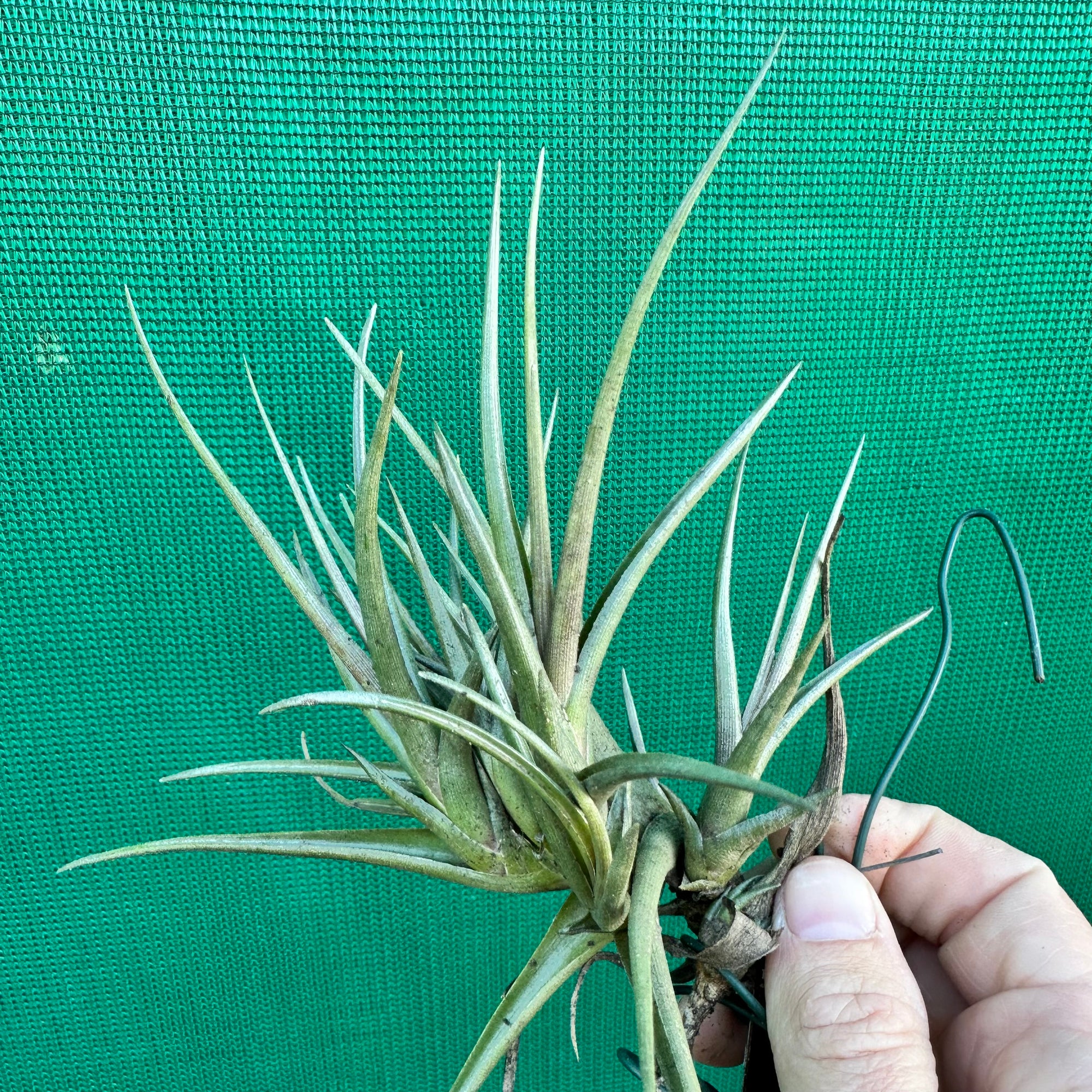 Tillandsia - zecheri var. Cafayatensis ex. IH